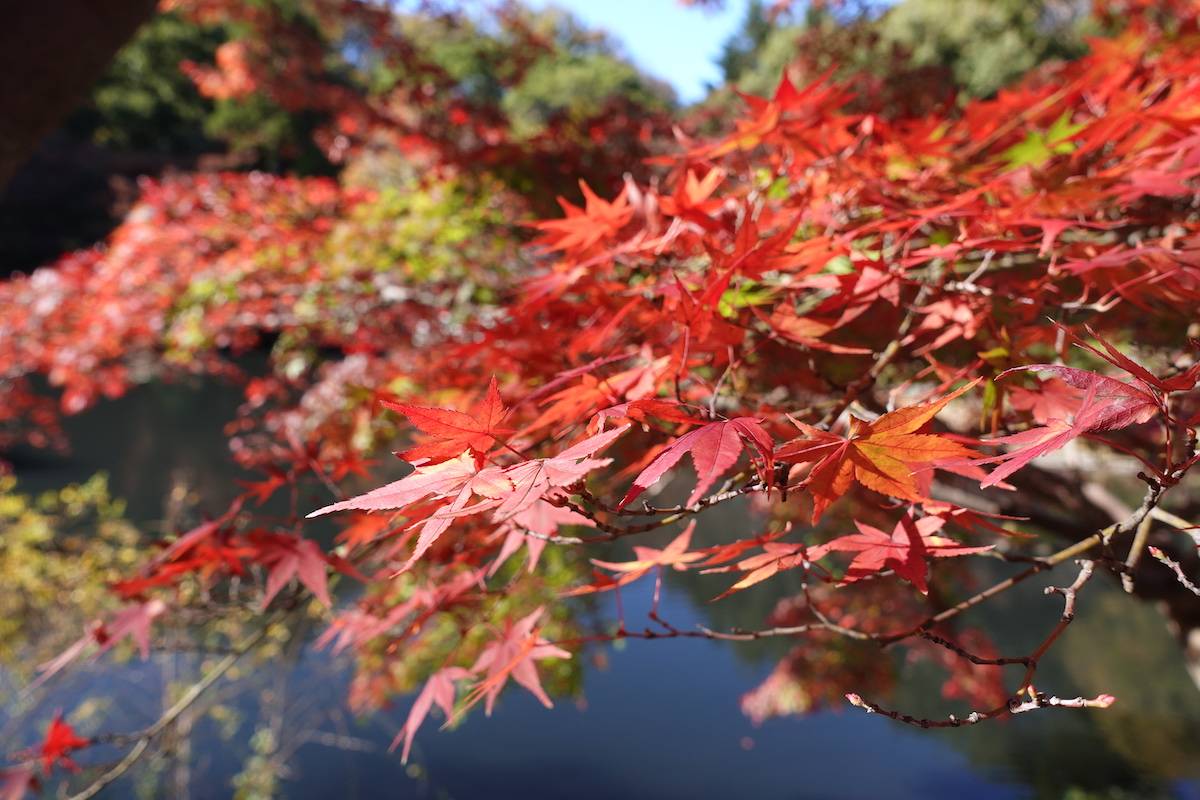 真っ赤な紅葉を見に行こう 東山動植物園 もみじ狩り Erping アーピン